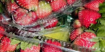 Mudansa Klimátika Afeta Produsaun Aifuan Strowberry Iha Maubisse